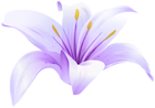Lilium Flower Purple PNG Transparent Clipart