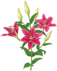 Lilium Flower Transparent Clip Art