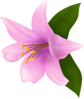Lilium Pink PNG Clipart