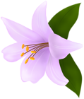 Lilium Purple PNG Clipart