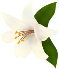 Lilium White PNG Clipart