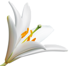 Lilly Flower PNG Clip Art Image