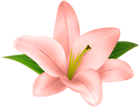 Lilly Flower Transparent Clip Art