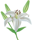 Lily Flower Clipart PNG Image