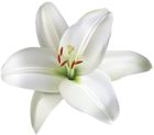 Lily Flower PNG Clip Art Image