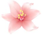Lily Flower PNG Transparent Clipart