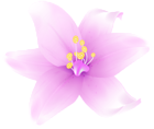 Lily Flower Pink PNG Transparent Clipart