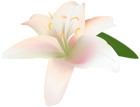 Lily Flower Transparent Clip Art Image