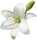 Lily Flower Transparent PNG Clip Art Image