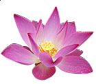 Lotus Flower Clipart