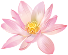 Lotus Flower Transparent Image