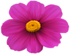Magenta Flower Transparent Clip Art Image