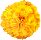 Marigold Flower PNG Clip Art Image