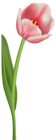Open Tulip Transparent PNG Clip Art Image