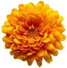 Orange Chrysanthemum Flower Transparent Clip Art Image