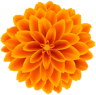 Orange Dahlia Flower Transparent Clipart