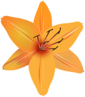 Flowers PNG | Gallery Yopriceville - High-Quality Images and