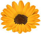 Orange Flower PNG Clip Art Image