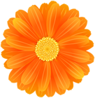 Orange Flower PNG Image