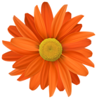 Orange Flower Transparent PNG Clip Art
