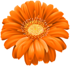 Orange Gerber Flower PNG Transparent Clipart