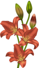 Orange Lilium Clipart