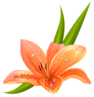 Orange Lilium PNG Clipart Picture