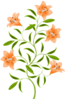 Orange Lily PNG Clip Art Image