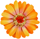 Orange Zinnia Flower Transparent Image
