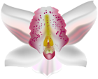 Orchid Deco Flower PNG Clip Art