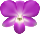 Orchid Decorative PNG Clip Art Image