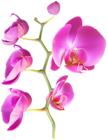 Orchid Flower Clipart Image
