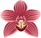 Orchid Flower PNG Transparent Clipart