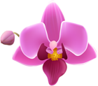 Orchid Flower Transparent Image