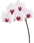Orchid PNG Clip Art Image