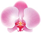 Orchid Pink PNG Clip Art Image