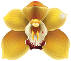 Orchid Transparent Clip Art