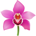 Orchid Transparent Image