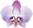 Orchid Transparent PNG Clip Art