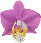 Orchid Transparent PNG Clip Art Image
