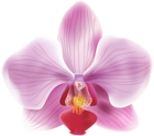Orchid Transparent PNG Image