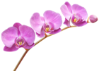 Orchids Transparent PNG Clip Art Image