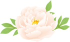 Peony PNG Clipart