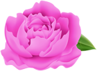 Peony PNG Clipart