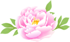 Peony Pink PNG Clipart