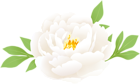 Peony White PNG Clipart