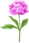 Peony with Stem PNG Clipart