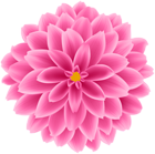Pink Dahlia Flower Transparent Clipart