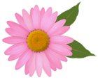 Pink Daisy PNG Clipart Image
