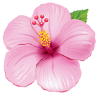 Pink Exotic Flower PNG Clipart Picture